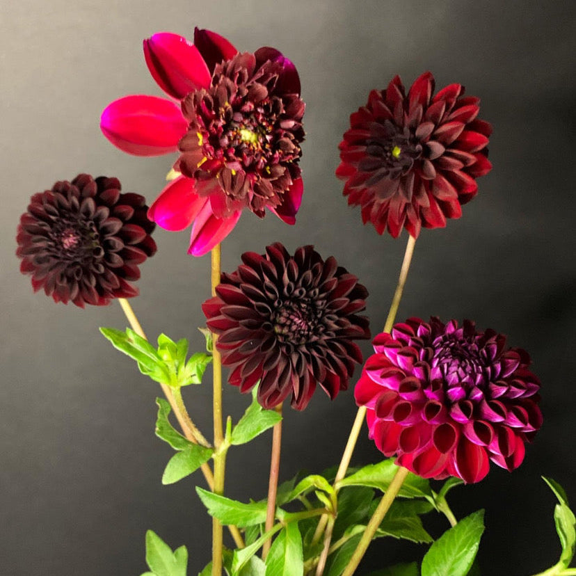 Dahlia - Grower's Mix (10 tubers)