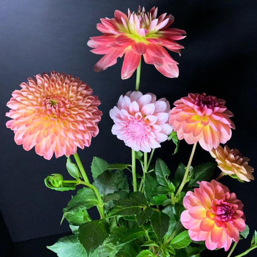 Dahlia - Grower's Mix (10 tubers)
