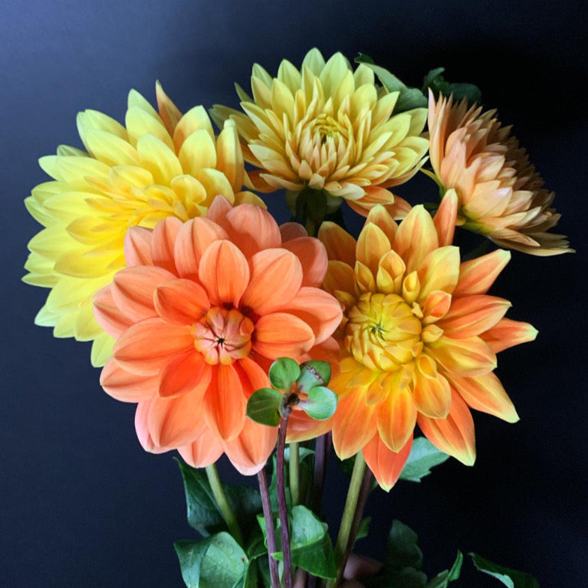 Dahlia - Grower's Mix (10 tubers)