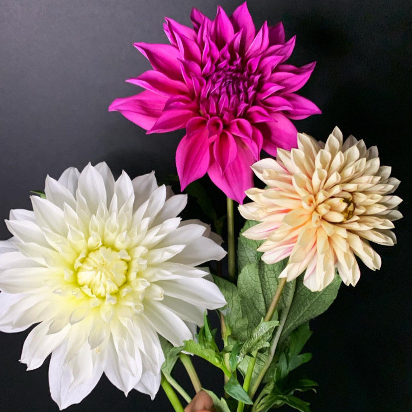 Dahlia - Grower's Mix (10 tubers)