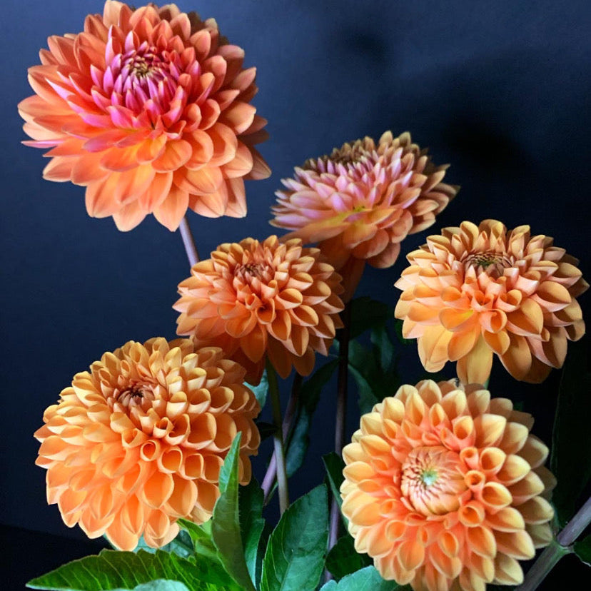 Dahlia - Grower's Mix (10 tubers)