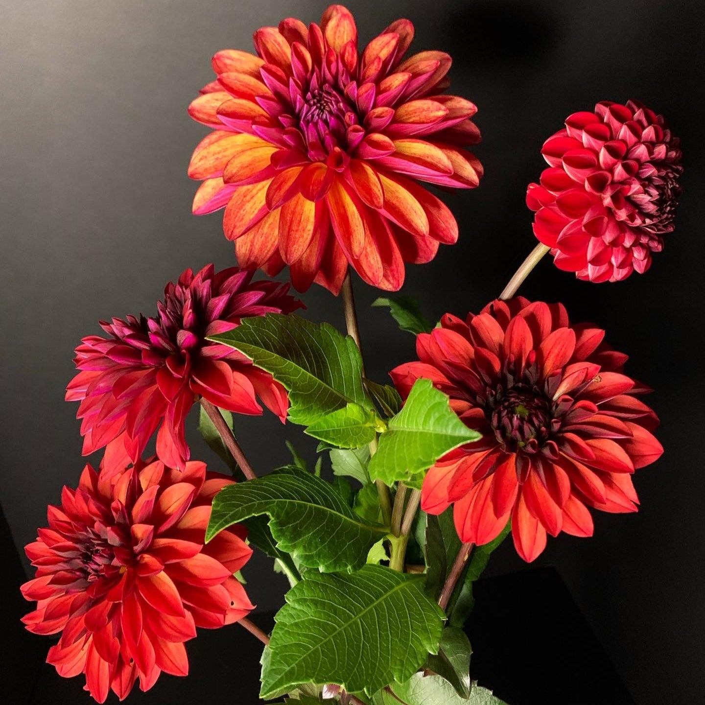 Dahlia - Grower's Mix (10 tubers)