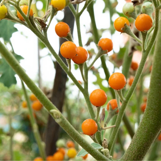 Eggplant - Noong Ta Klong Pea