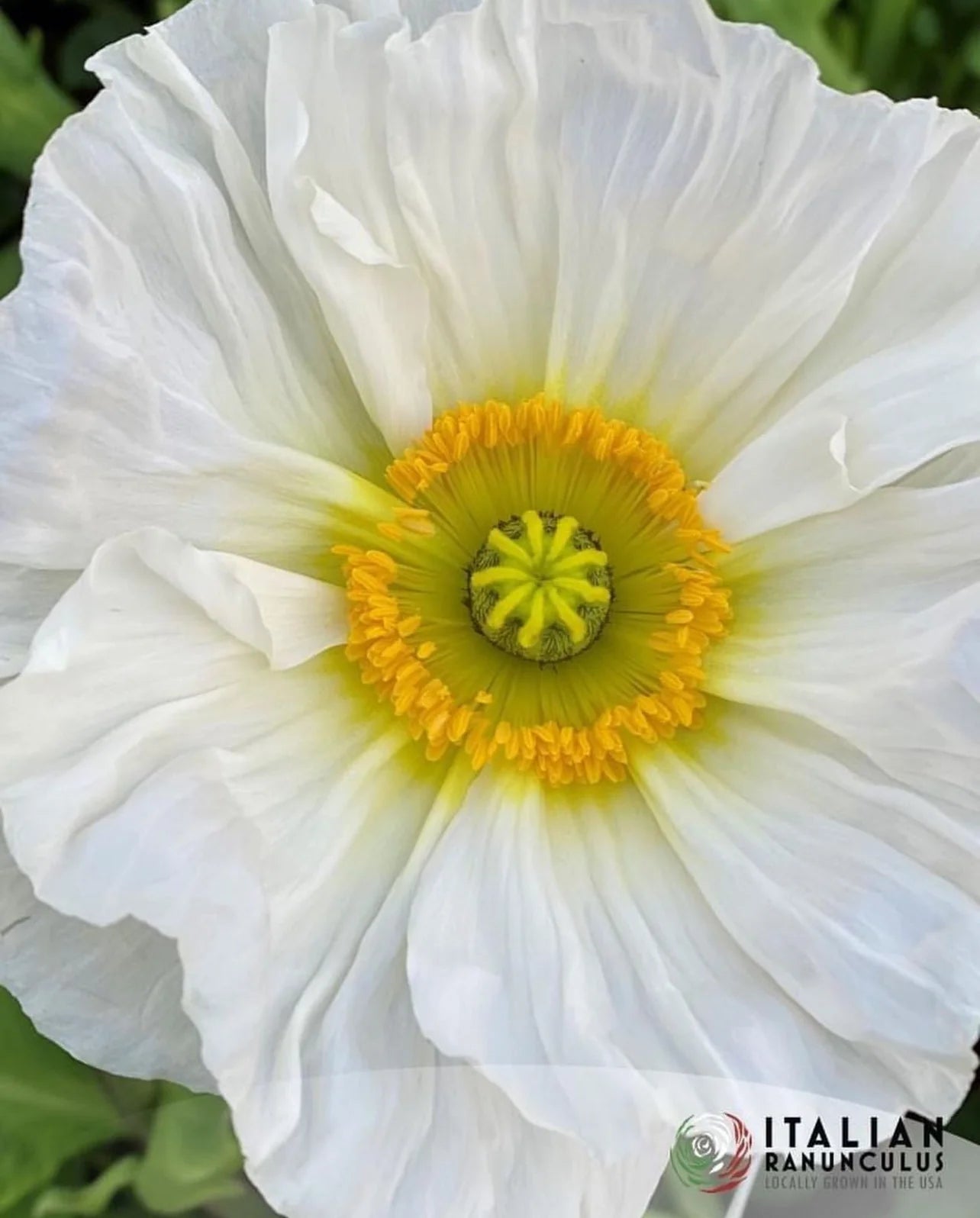 Poppy - Italian 'Colibri Dolce Vita Mix'