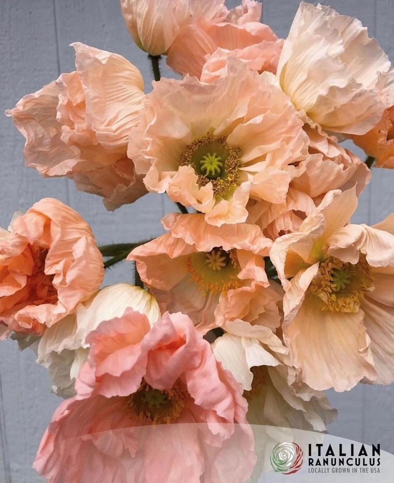 Poppy - Italian 'Colibri Dolce Vita Mix'