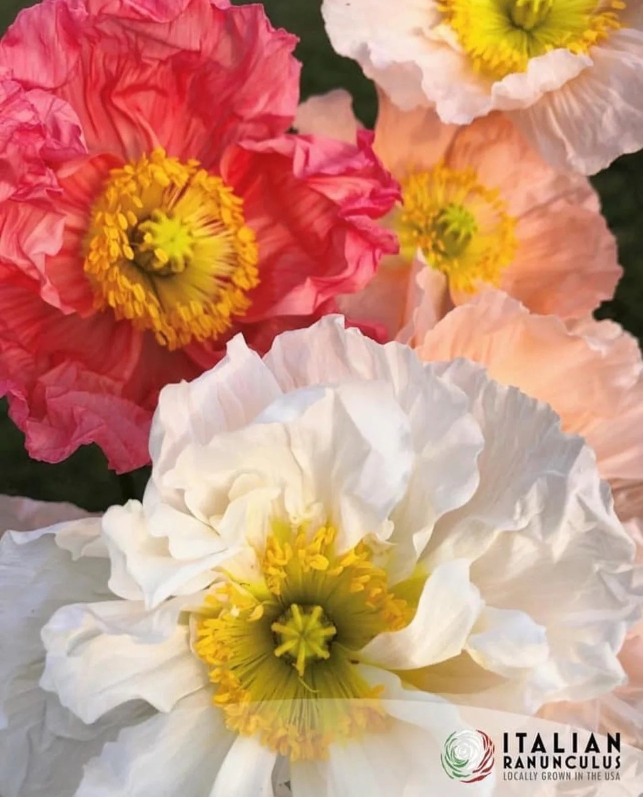 Poppy - Italian 'Colibri Dolce Vita Mix'