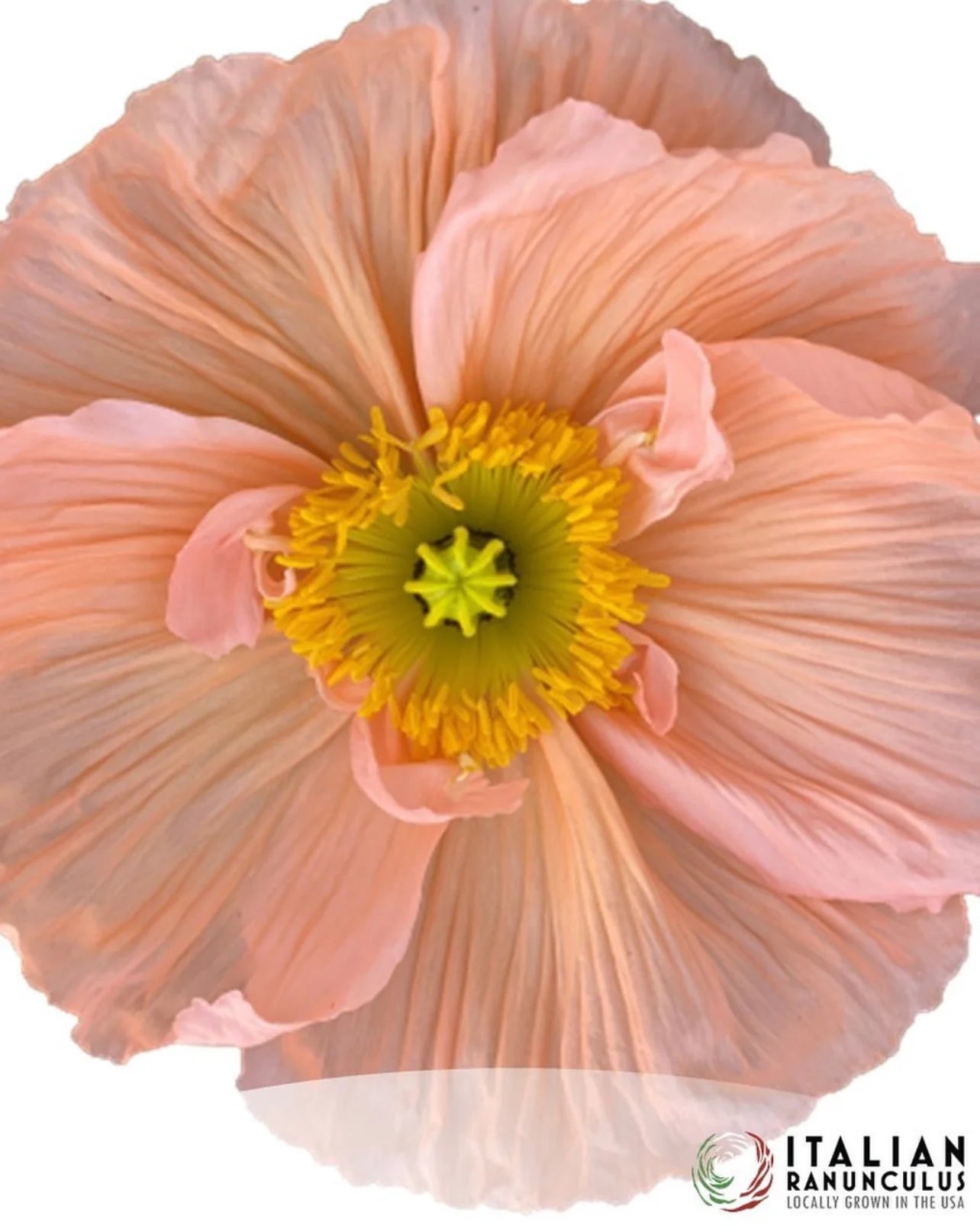 Poppy - Italian 'Colibri Dolce Vita Mix'