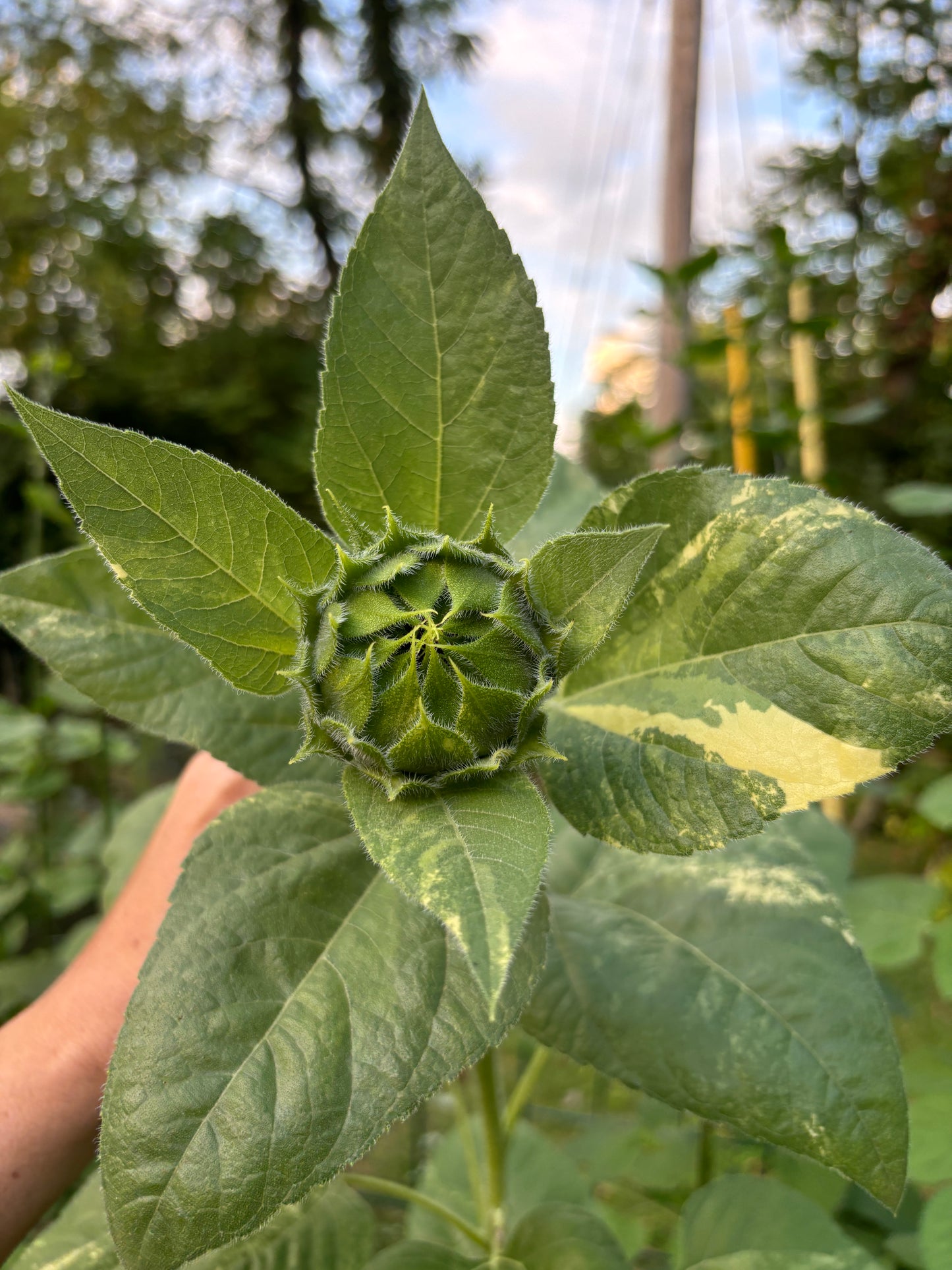 Variegated Sunflower - Sunspots