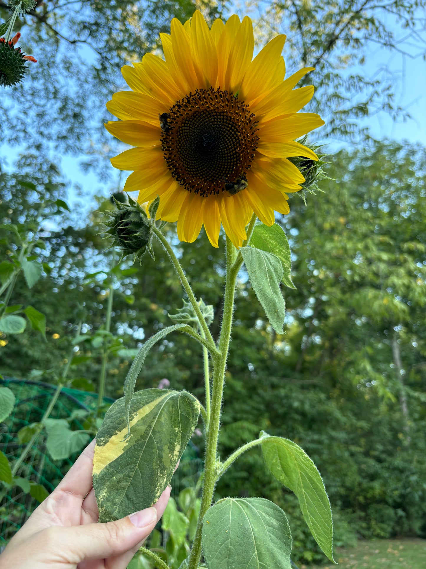 Variegated Sunflower - Sunspots