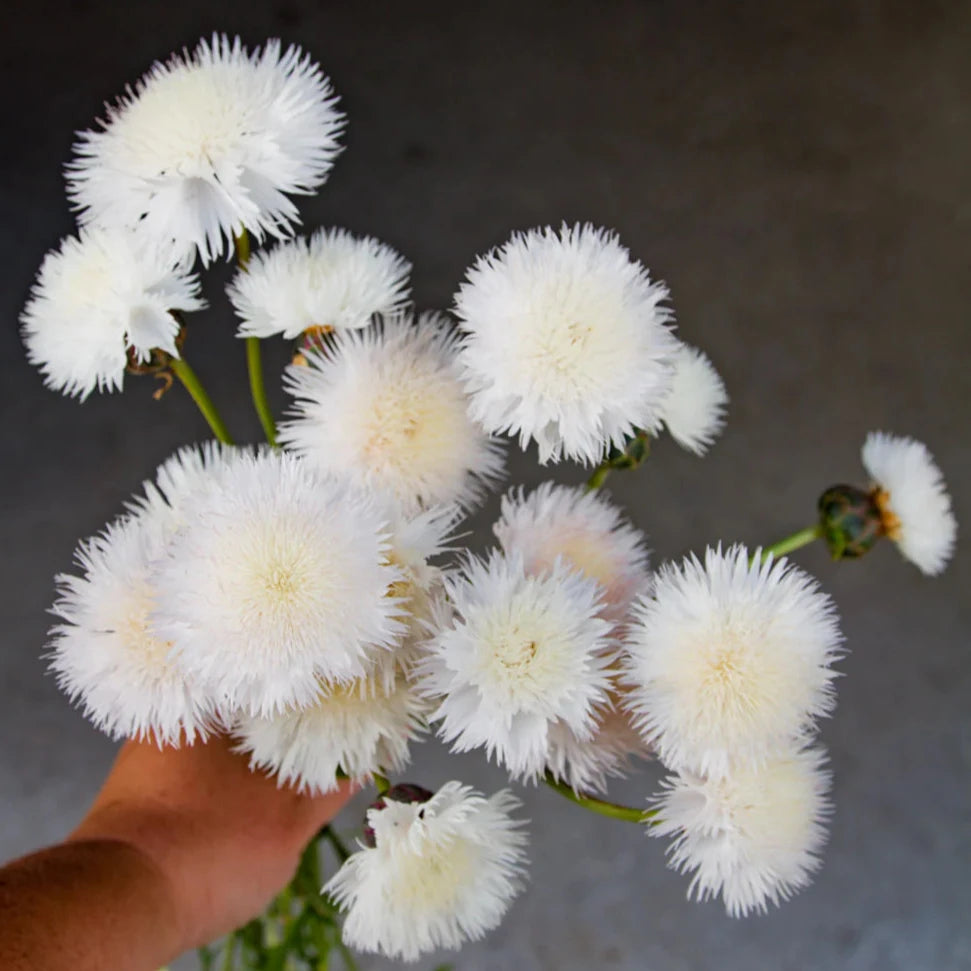 Sweet Sultan - The Bride