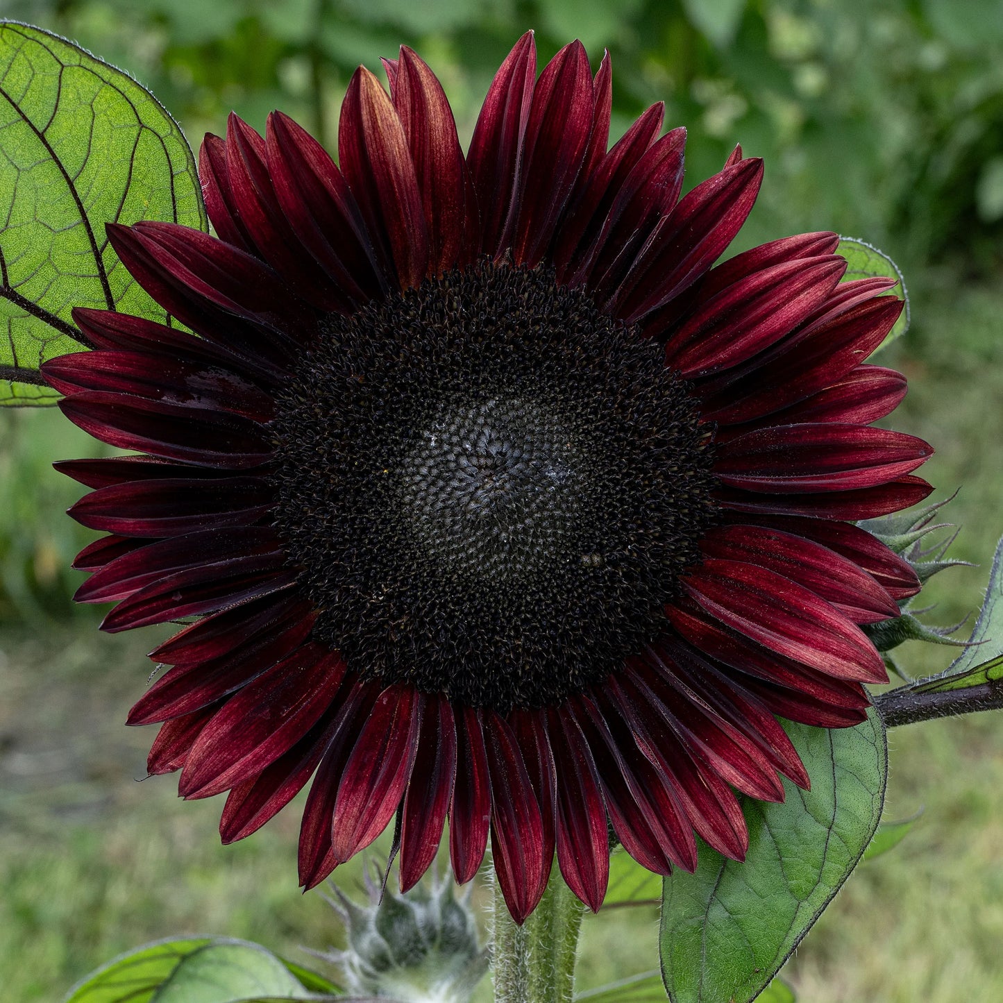 Sunflower - Black Beauty