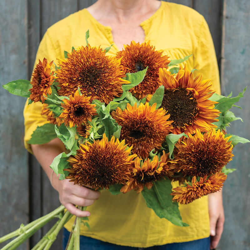 Sunflower - Darjeeling