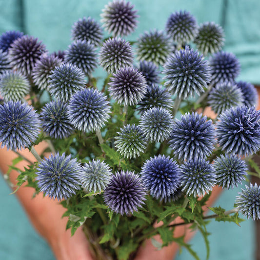Echinops - Ritro