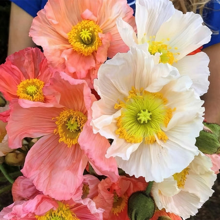 Poppy - Italian 'Colibri Dolce Vita Mix'