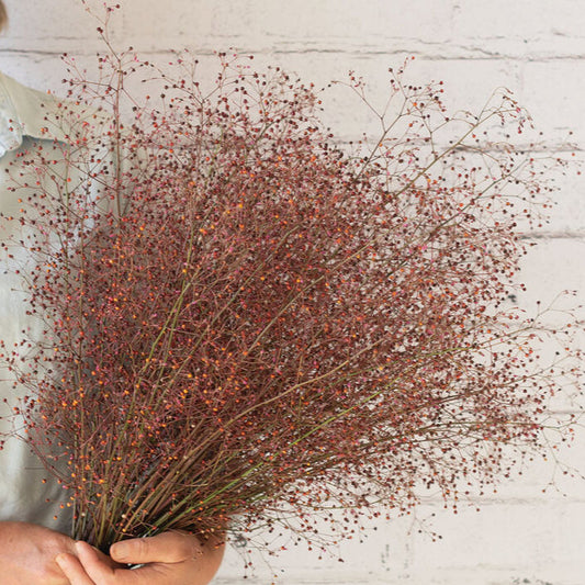 Jewels of Opar (Talinum paniculatum)