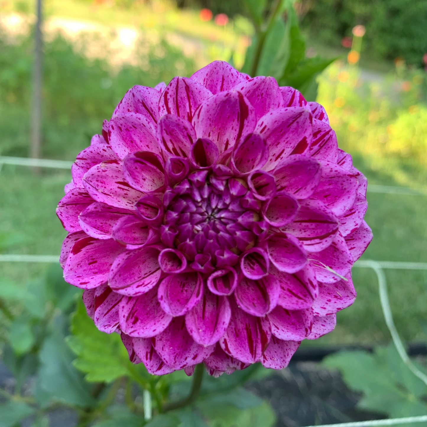 Dahlia - Marble Ball