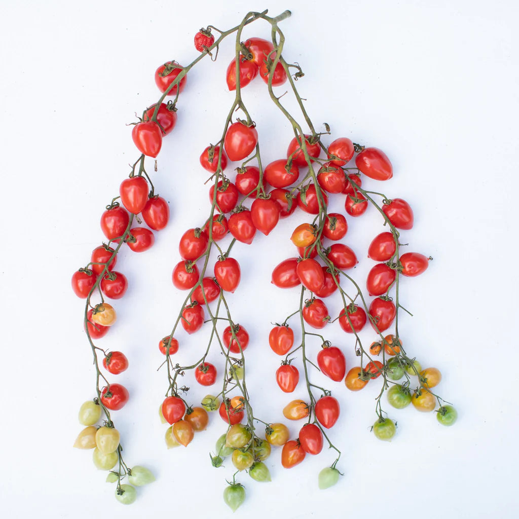 Tomato - Gardener's Sweetheart