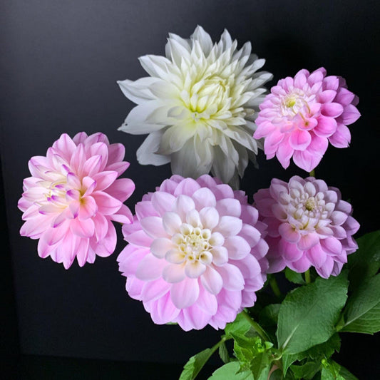 Dahlia - Grower's Mix (10 tubers)