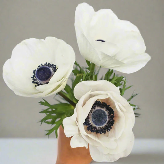 Anemone - Mistral® Panda (Bianco Centro Nero)