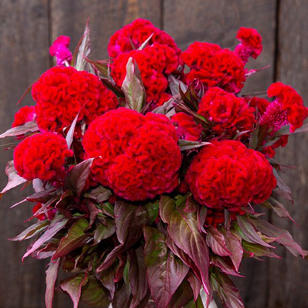 Japanese Celosia - Higyoku Red Stem