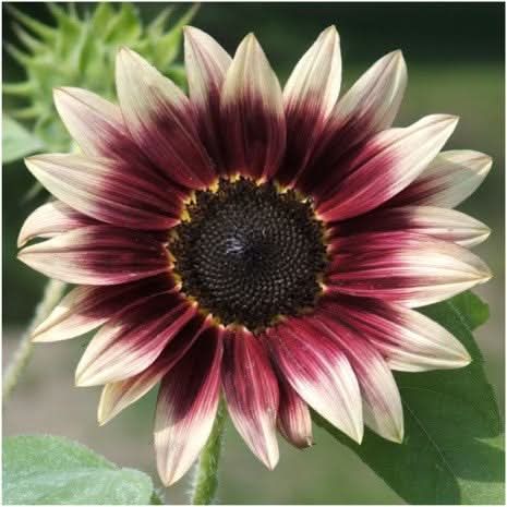 Sunflower - Cherry Rose