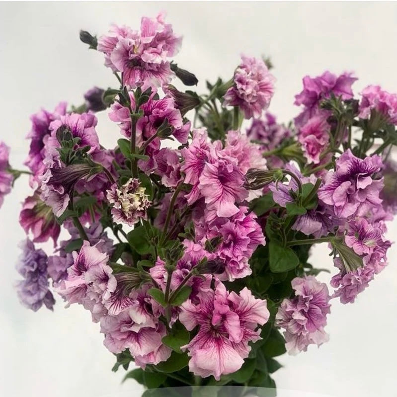 Petunia - Double Allegra® 'Orchid Vein’ (tall cutting petunias!)