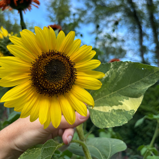 Variegated Sunflower - Sunspots