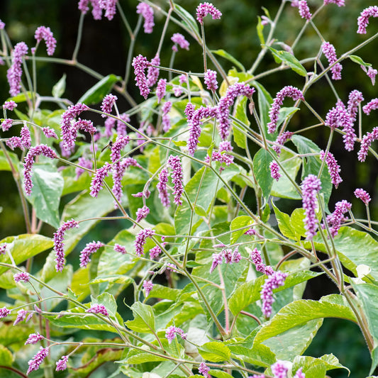 Variegated Kiss-Me-Over-The-Garden-Gate (Shiro-Gane Nishiki)