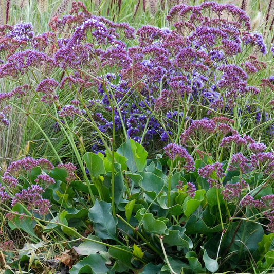 Sea Lavender