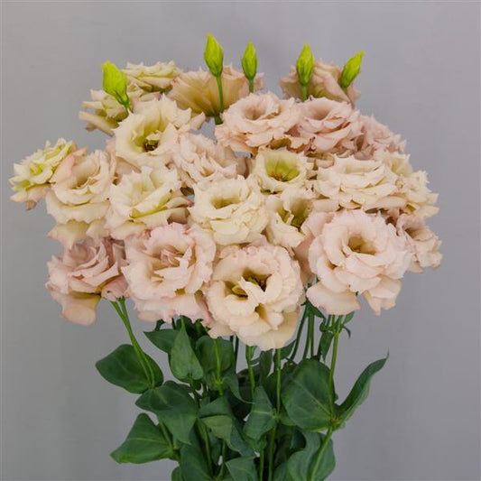 Lisianthus - Celeb 1 Beige Neo