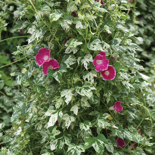 Variegated Japanese Morning Glory - Cameo Elegance