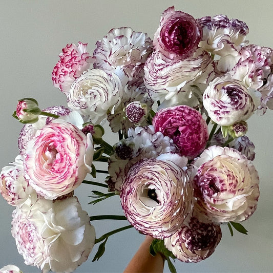 Ranunculus - Elegance® Bianco Striato