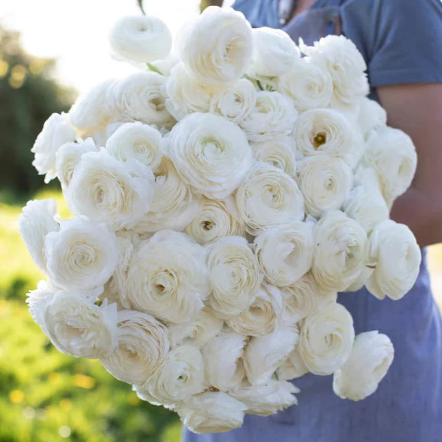 Ranunculus - Amandine White