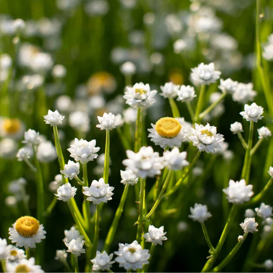 Winged Everlasting