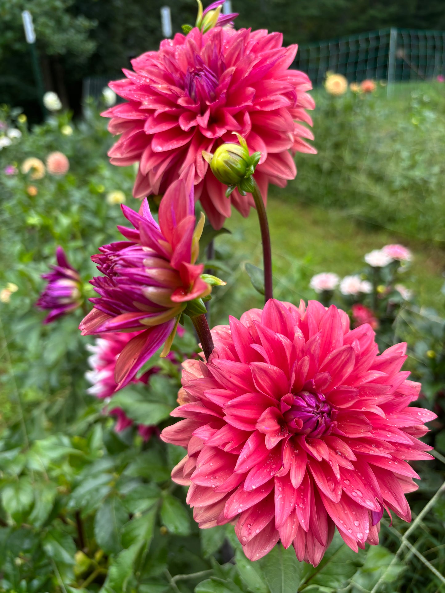 Dahlia - American Dawn