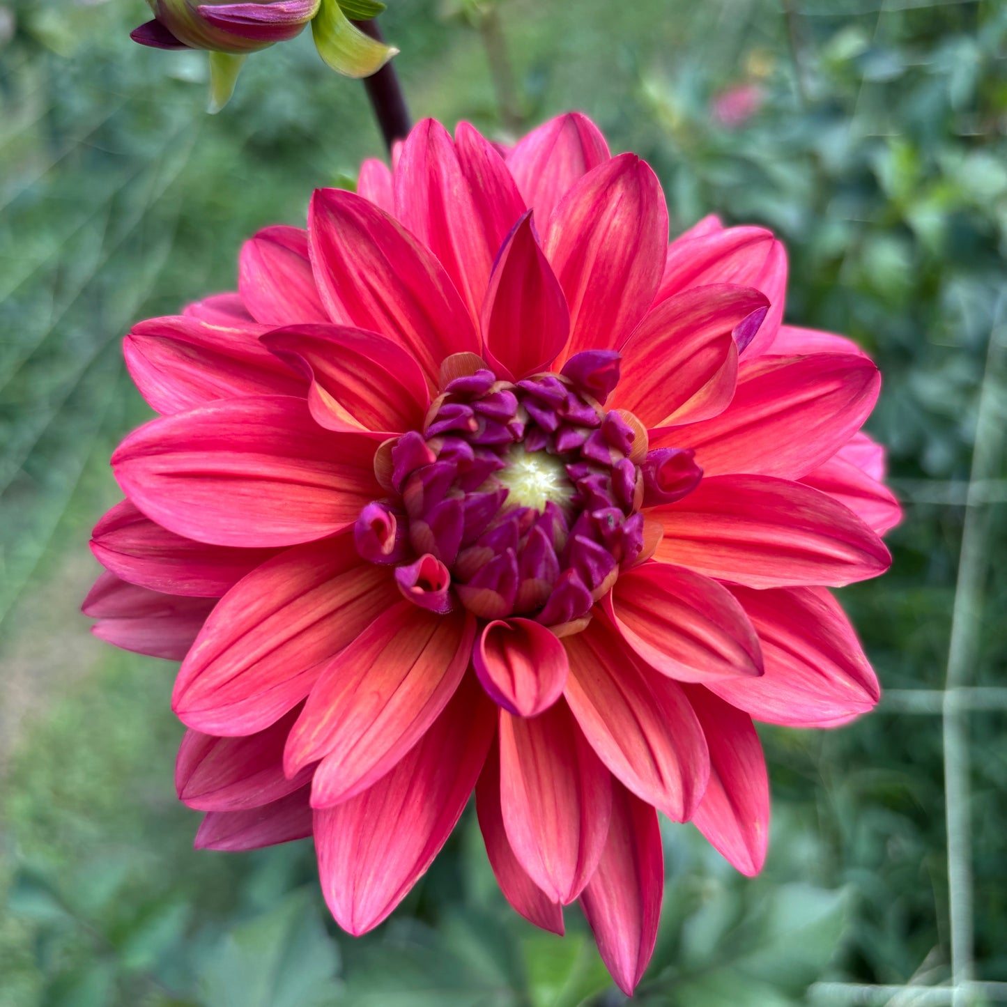 Dahlia - American Dawn