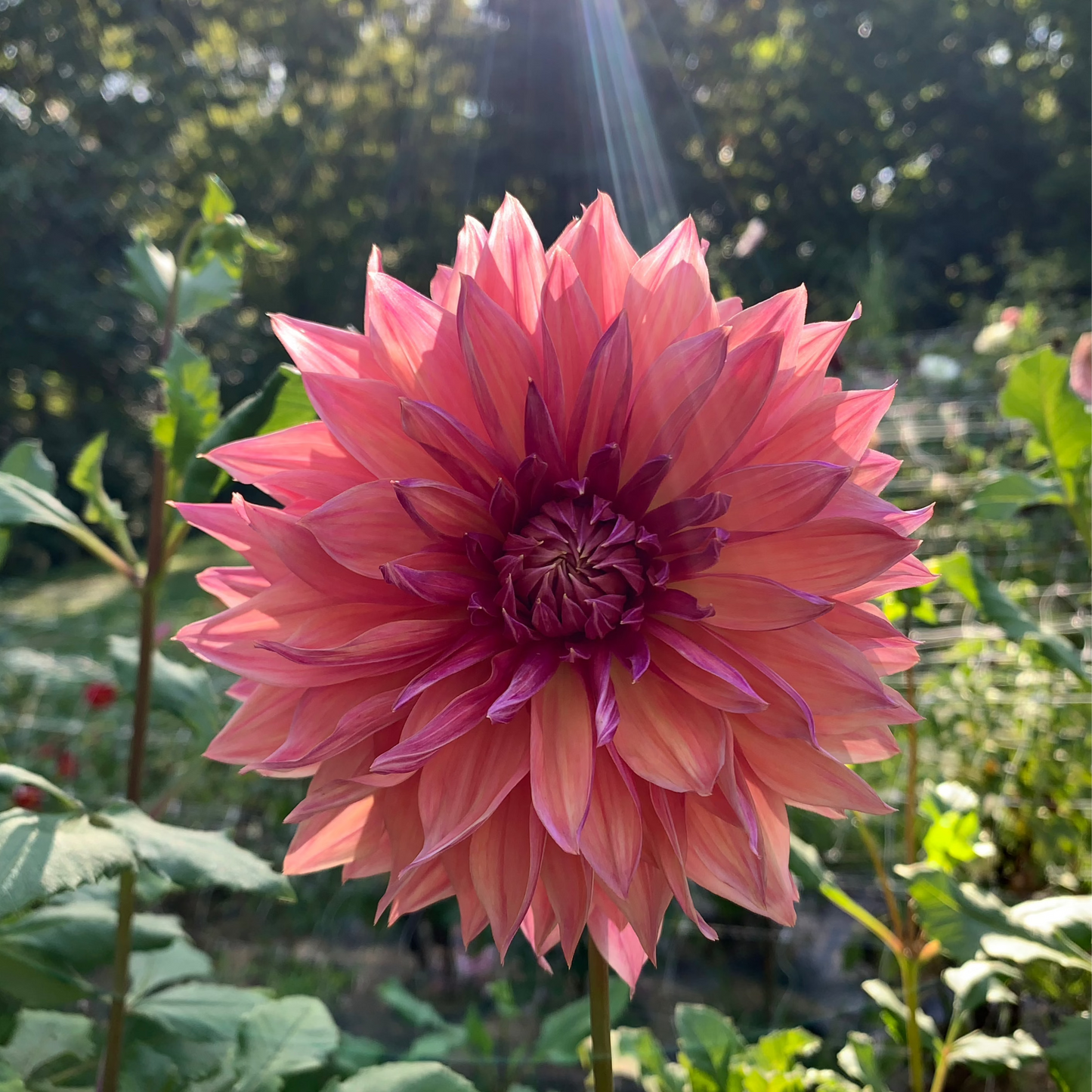 Dahlia - American Dawn