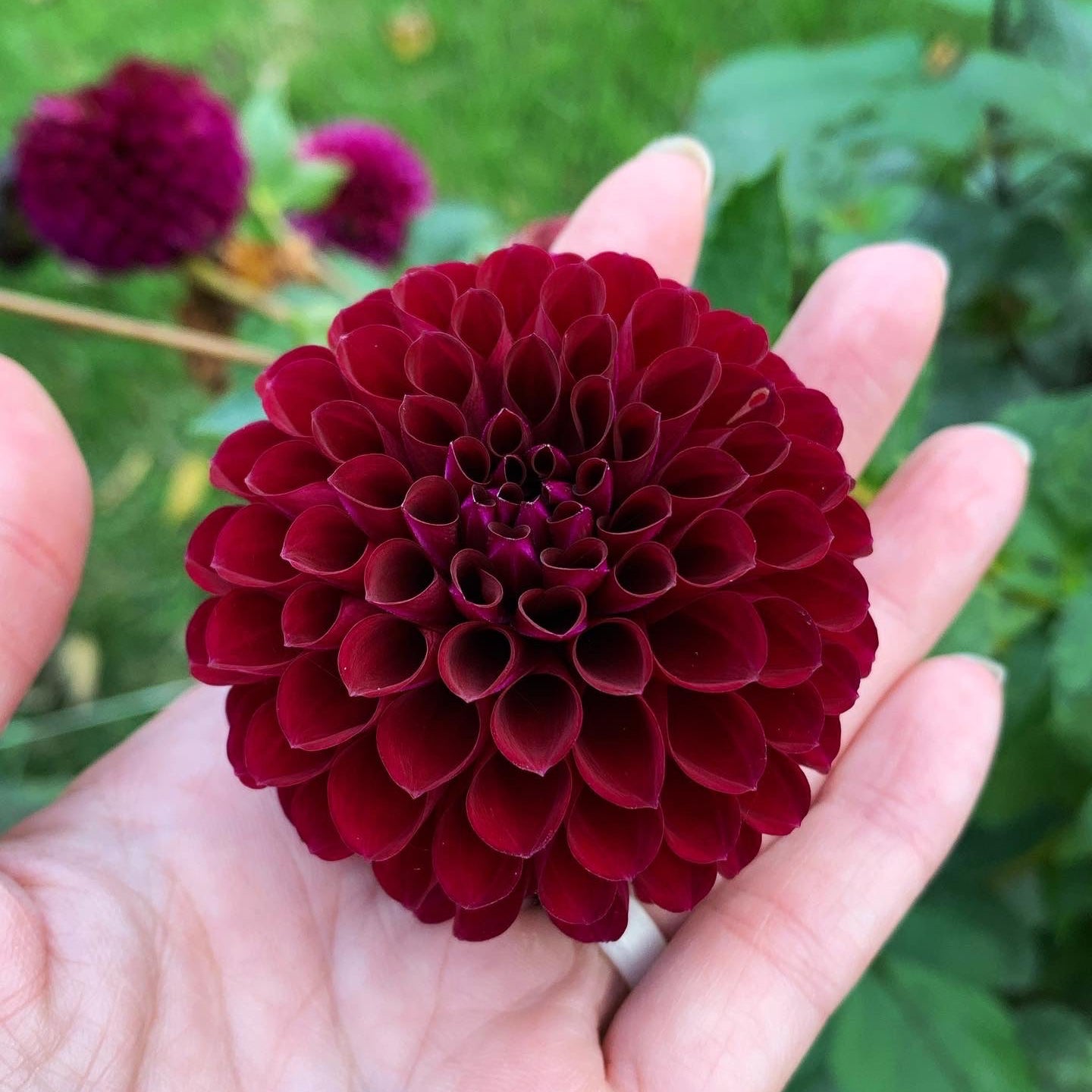 Dahlia - Babette