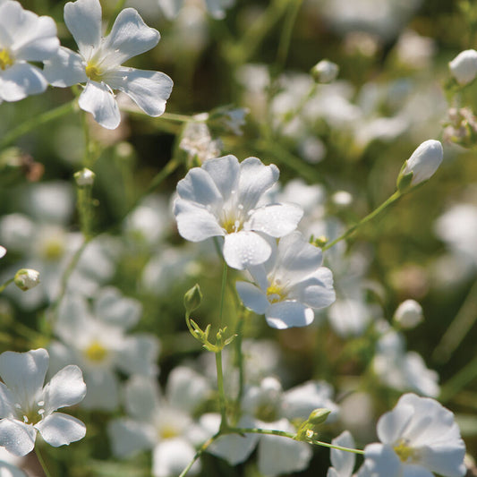 Baby's Breath - Covent Garden Market