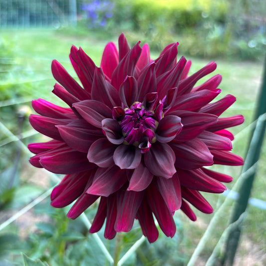 Dahlia - Black Jack