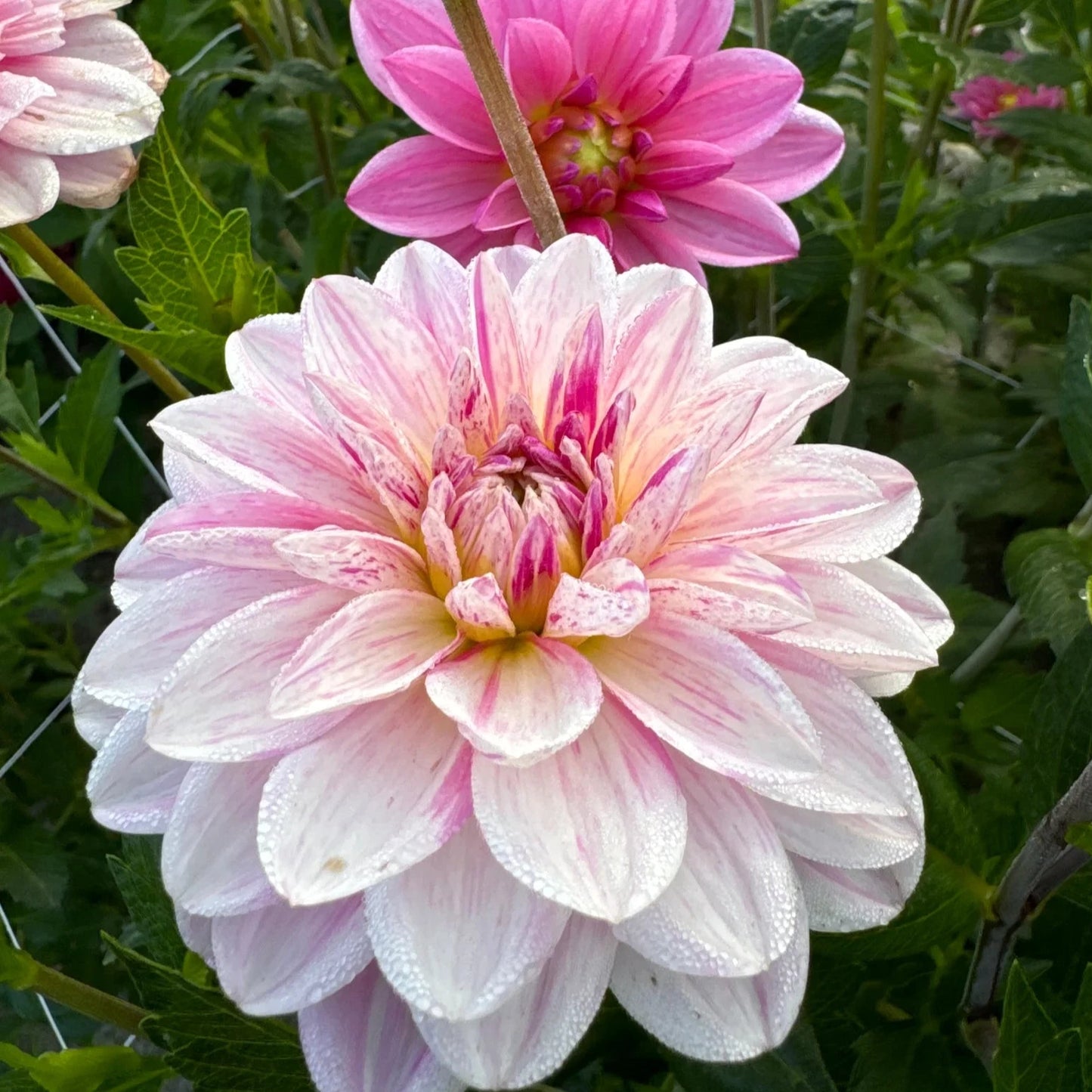 Dahlia - Bonesta