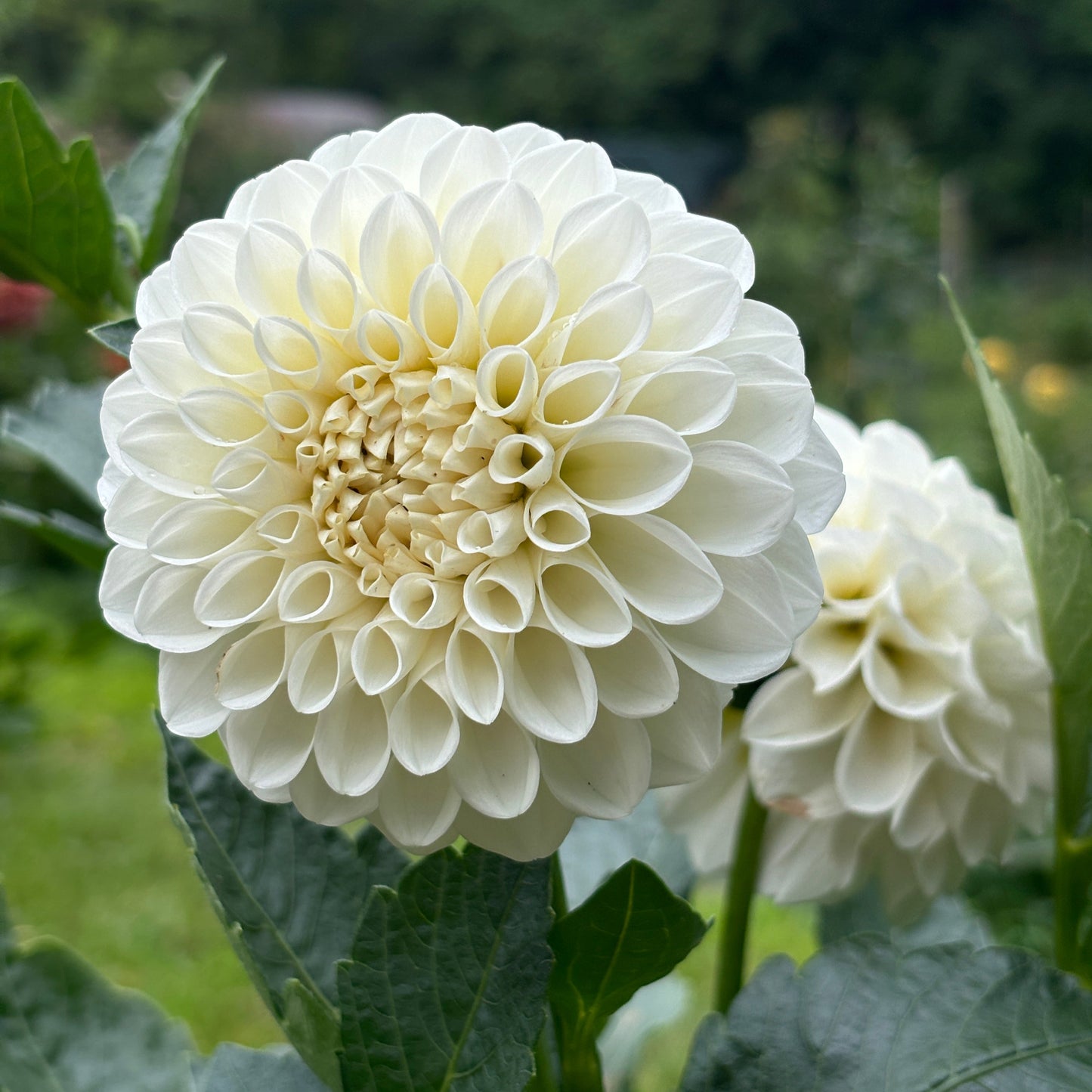 Dahlia - Boom Boom White