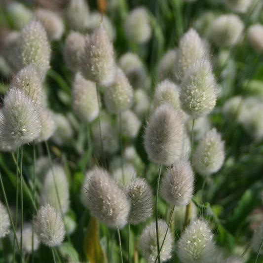 Ornamental Grass - Bunny Tails