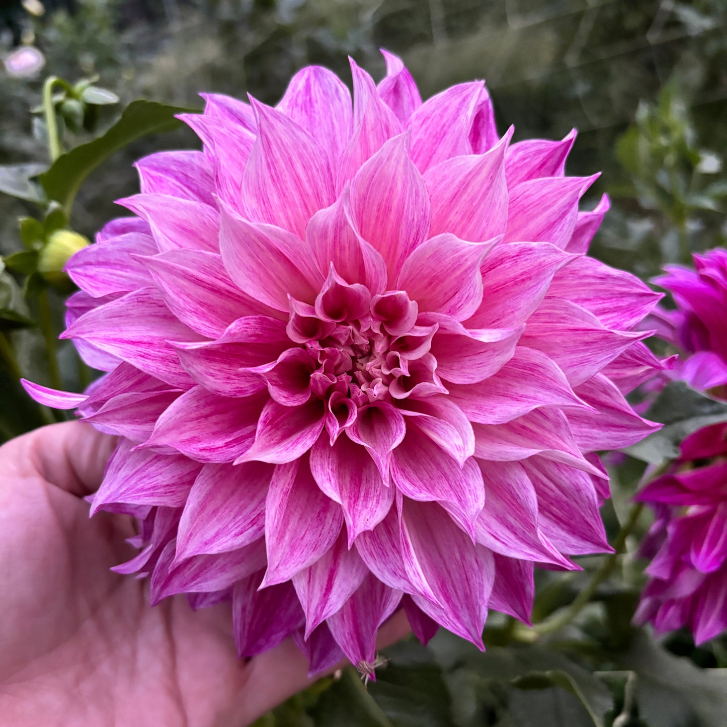 Dahlia - Café au Lait Royal