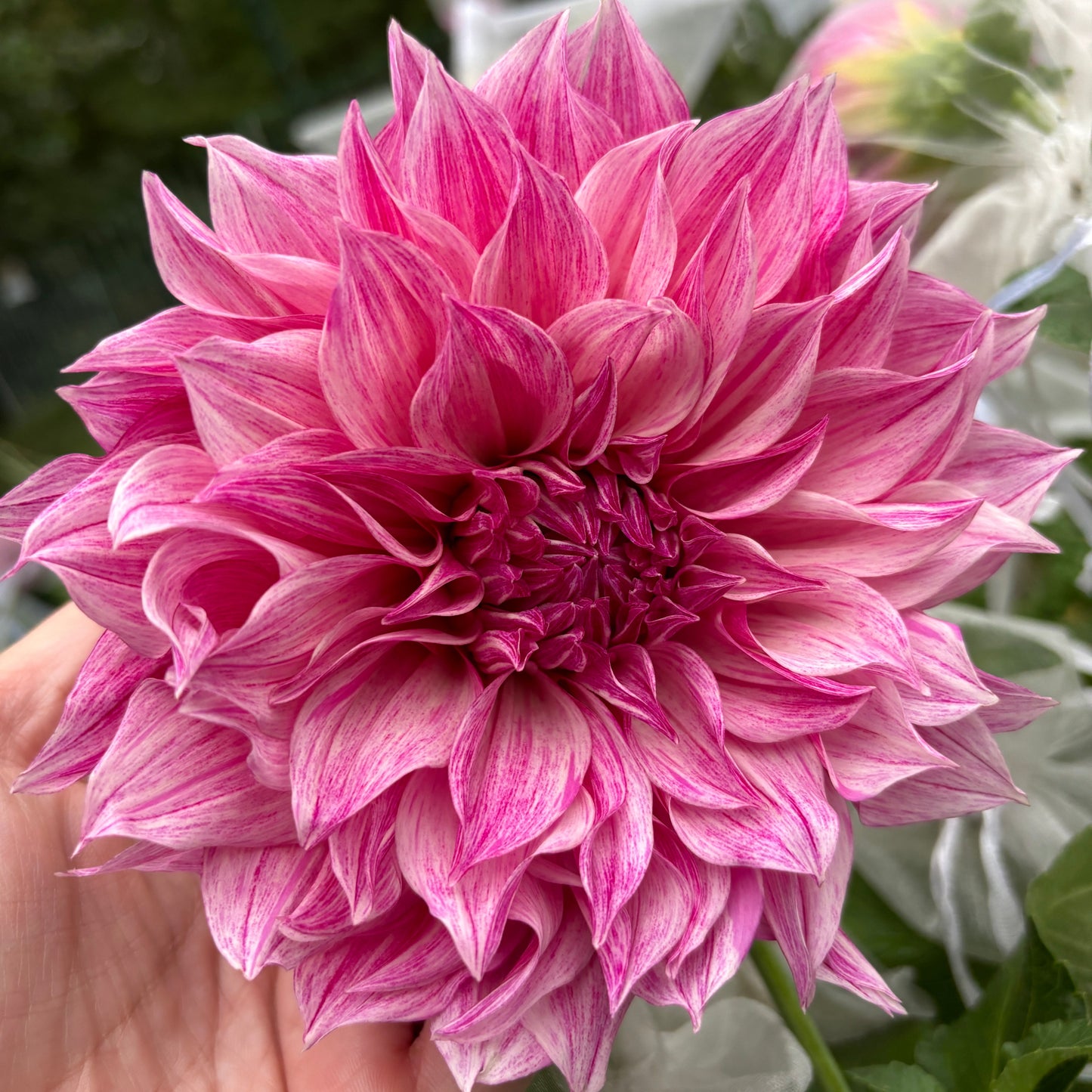 Dahlia - Café au Lait Royal