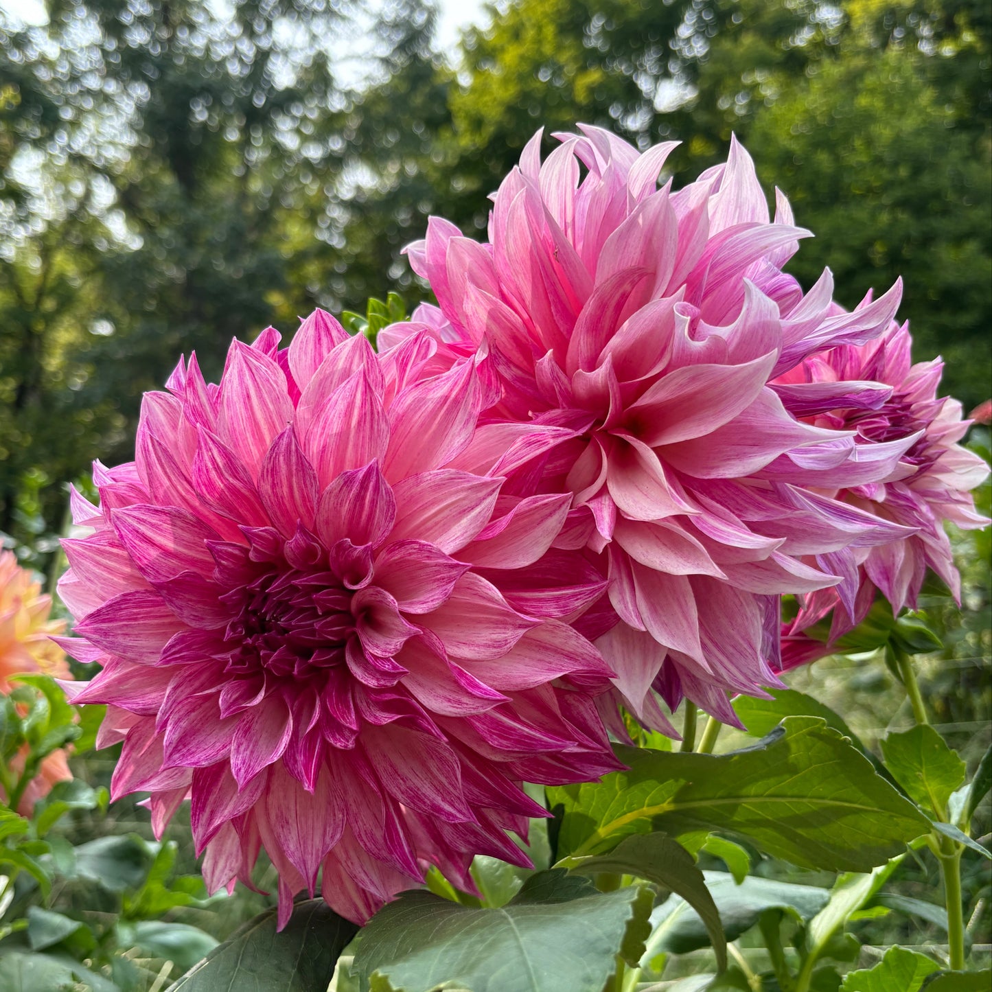 Dahlia - Café au Lait Royal