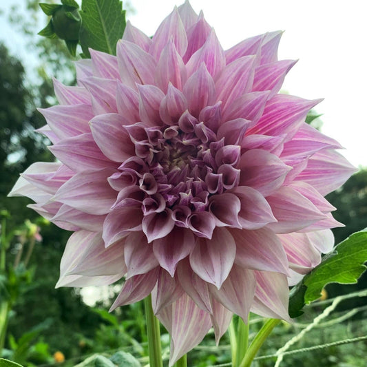 Dahlia - Café au Lait Royal