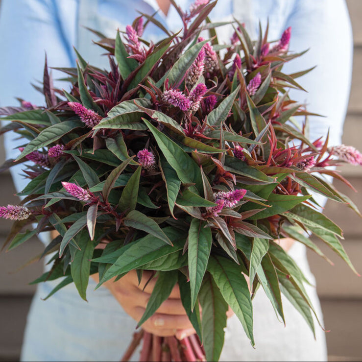 Celosia - Flamingo Purple