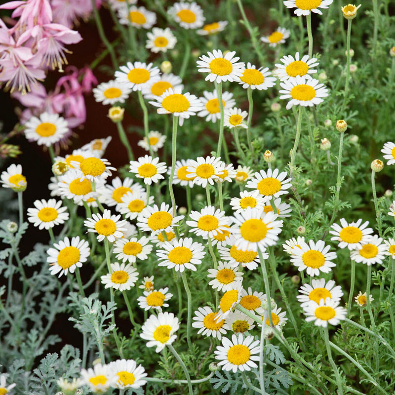 Chamomile - German