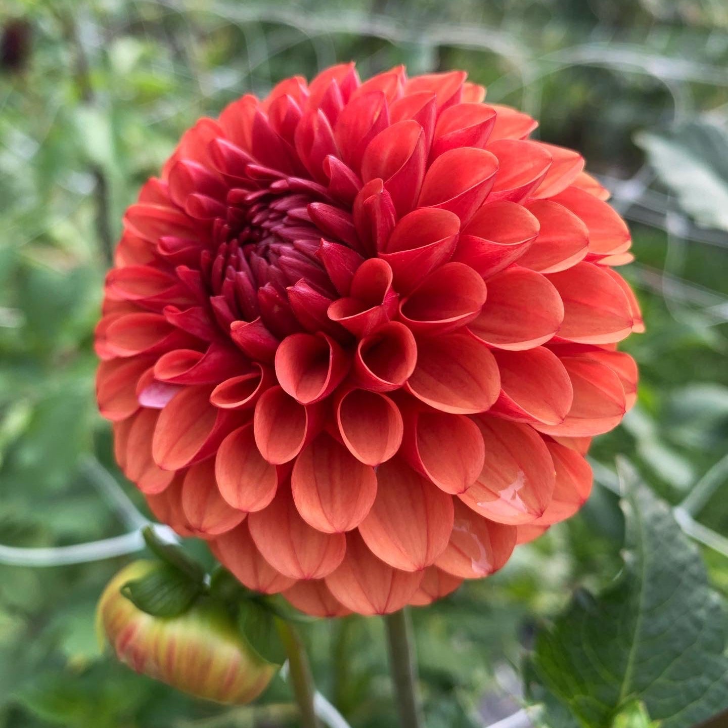 Dahlia - Copperboy